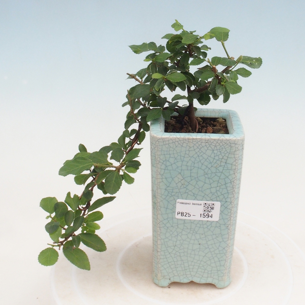 Kryty bonsai - Grewia occidentalis - Lawendowa gwiazda
