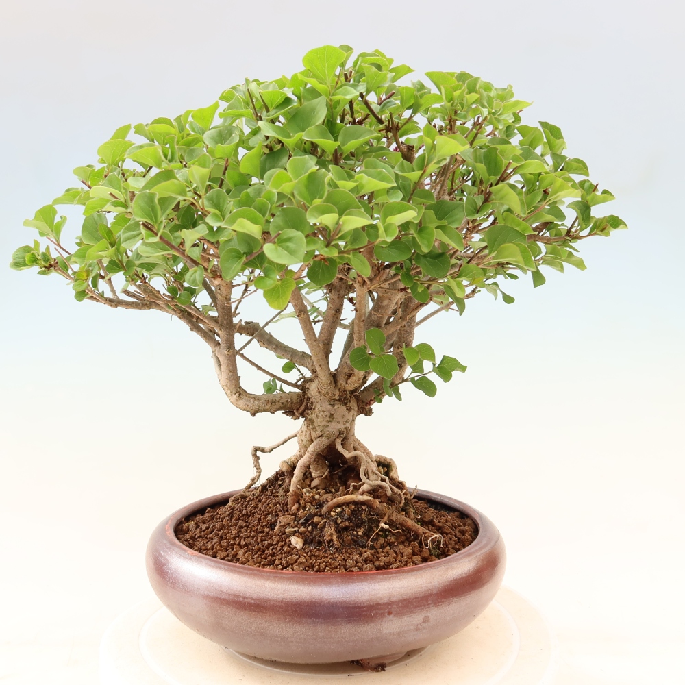 Outdoor bonsai - Syringa microphylla - liliowiec drobnokwiatowy