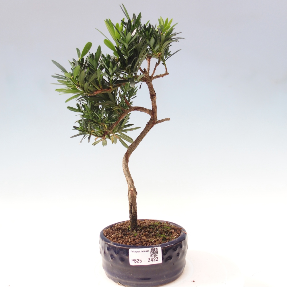 Kryty bonsai - Podocarpus - Kamień tys