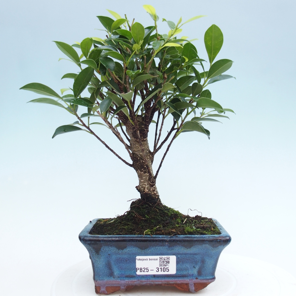 Bonsai wewnętrzne - Ficus retusa - figowiec drobnolistny