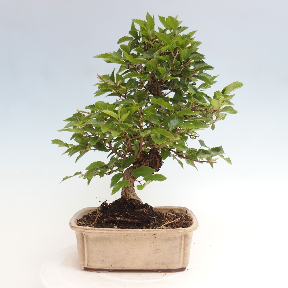 Bonsai zewnętrzne -Carpinus CARPINOIDES - grab koreański