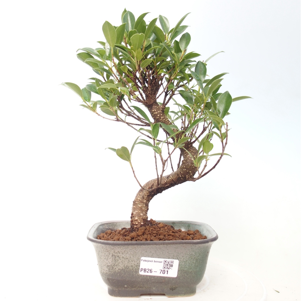 Pokój bonsai - Ficus retusa - figowiec drobnolistny