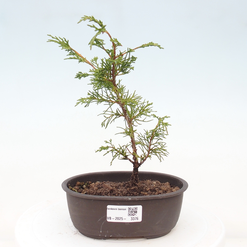 Outdoor bonsai - Juniperus chinensis Itoigawa - Jałowiec chiński