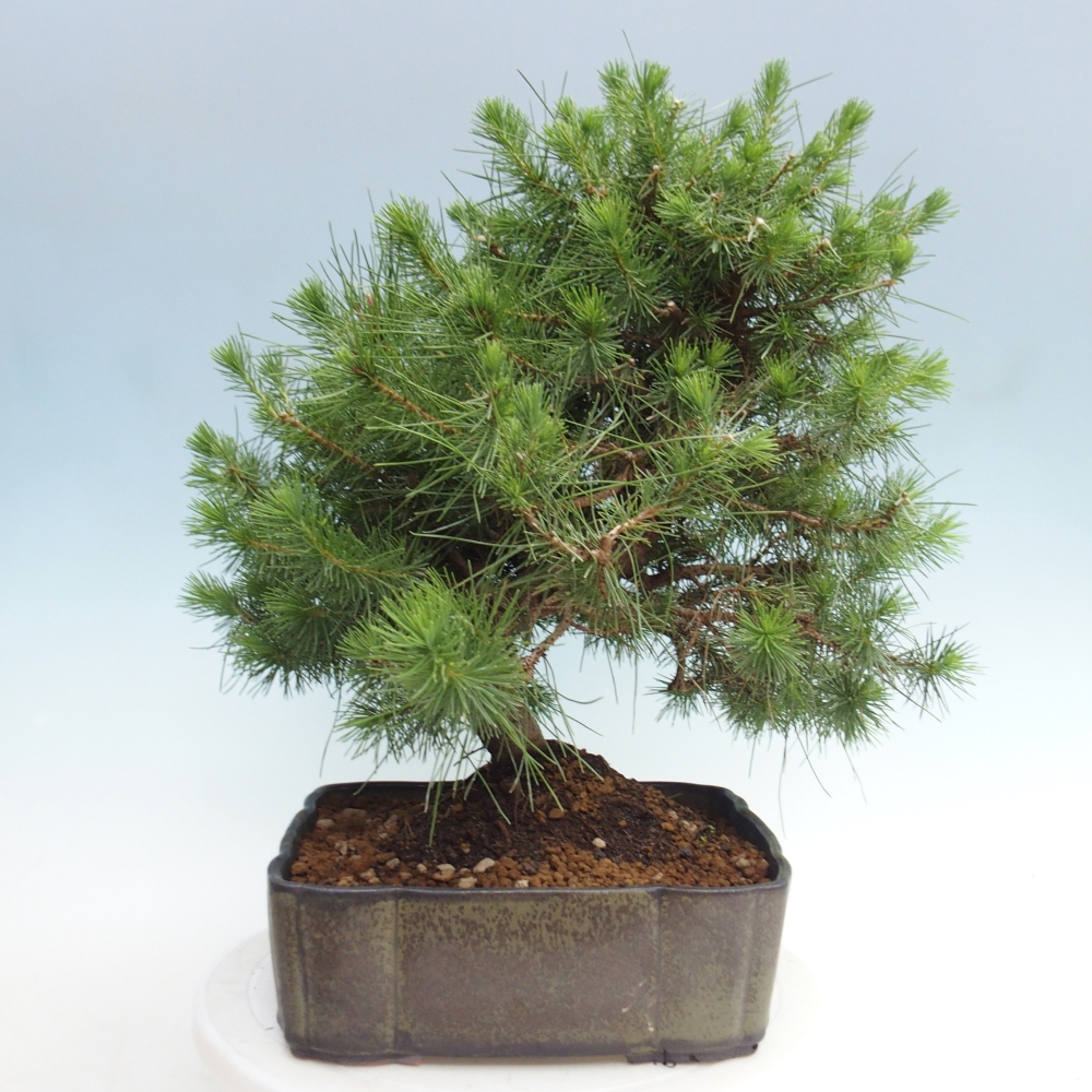Pokój bonsai - Pinus halepensis - Sosna z Aleppo