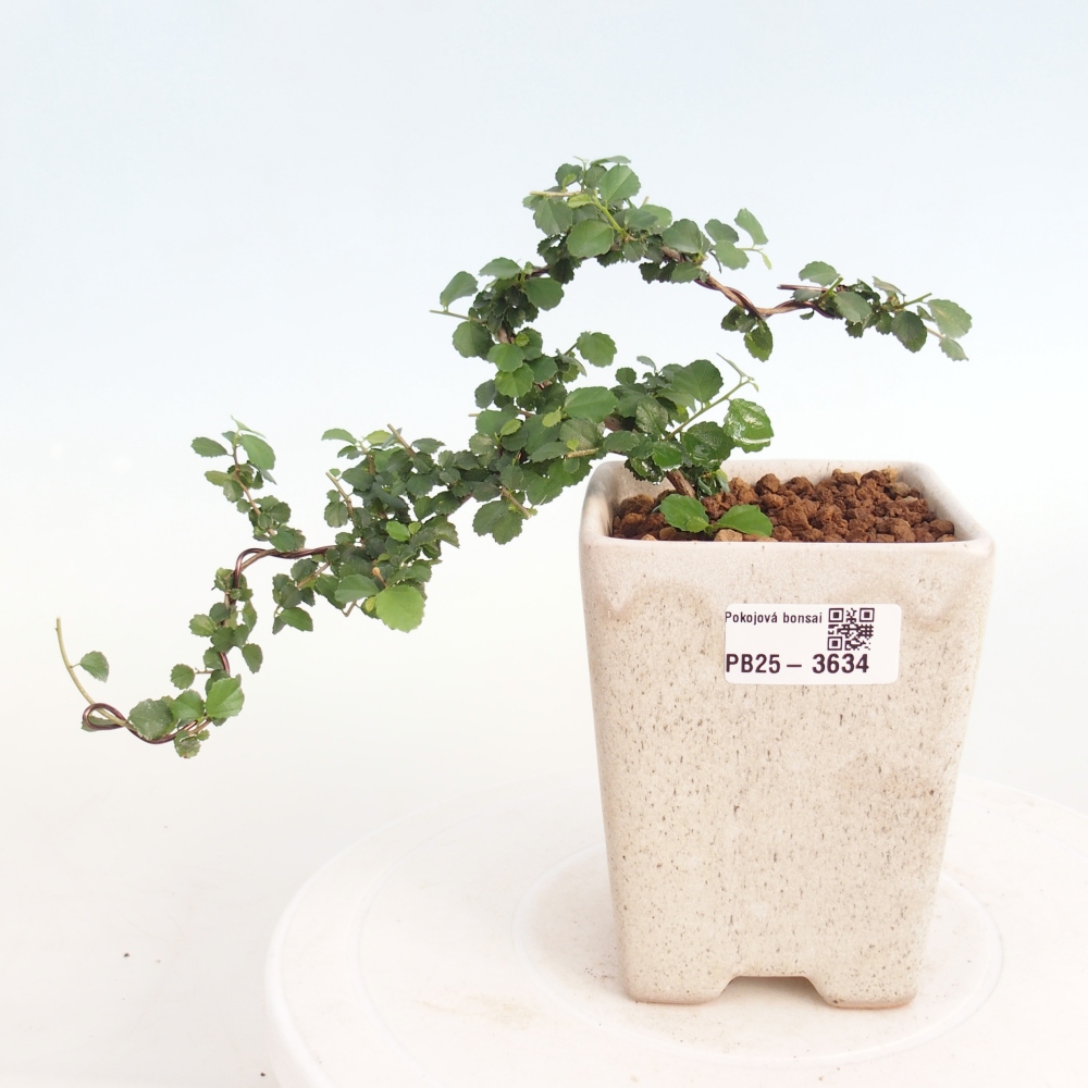 Pokój bonsai - Grewia sp. - Grewia malafolia