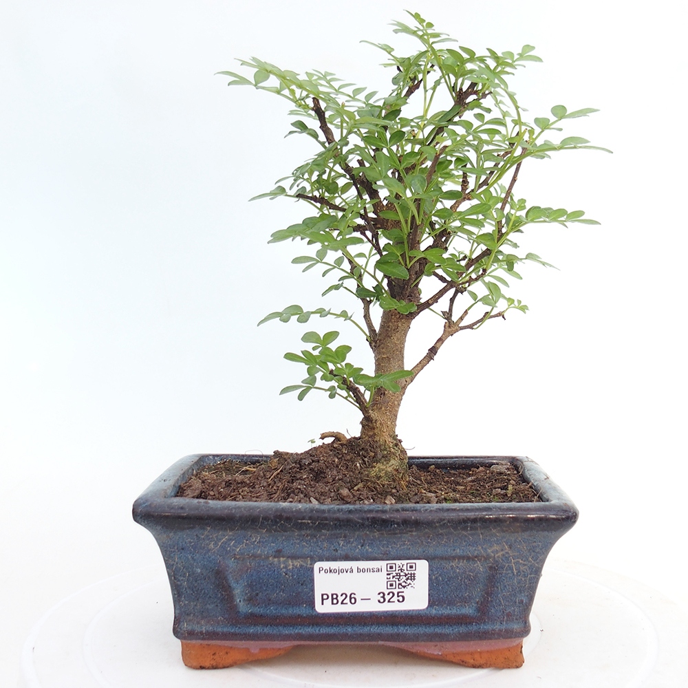 Pokój bonsai - Zantoxylum piperitum - drzewo pieprzowe