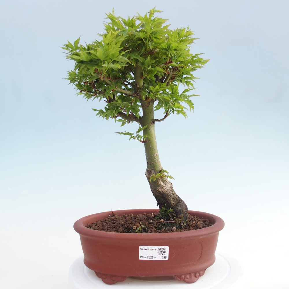 Outdoor bonsai - palma jaworowa Acer palmatum Shishigashira