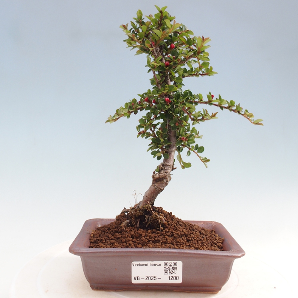 Odkryty bonsai-Cotoneaster poziomy - Skała