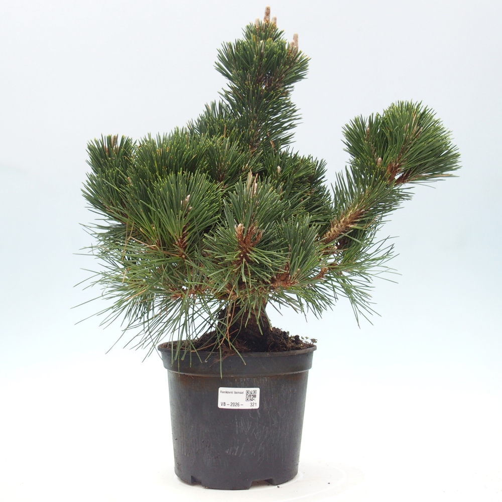 Outdoor bonsai - Pinus thunbergii senjyumaru - Sosna Thunberga