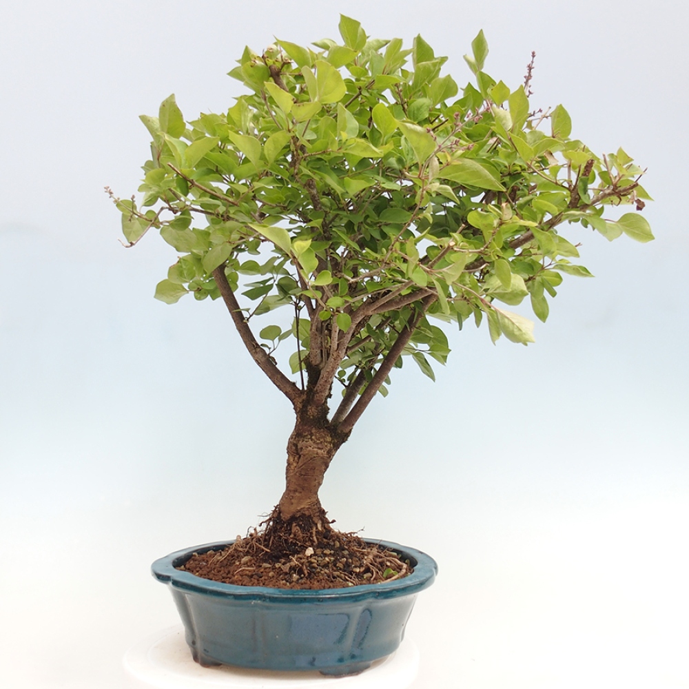 Bonsai zewnętrzne - Syringa Meyeri Palibin - Liliowy Meyera
