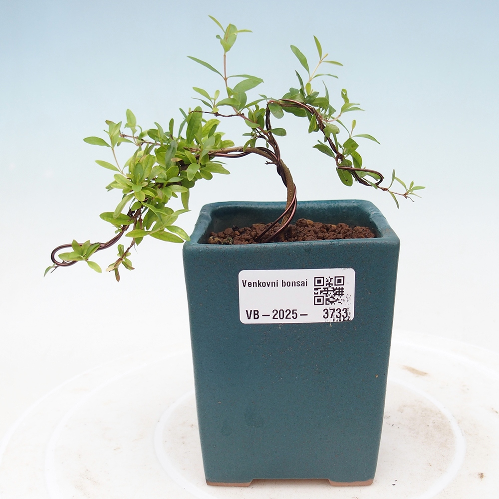 Pokój bonsai-Punica granatum nana-Granat