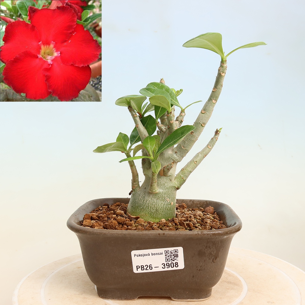 Bonsai pokojowe – Adenium obesum Red Star – Róża pustynna