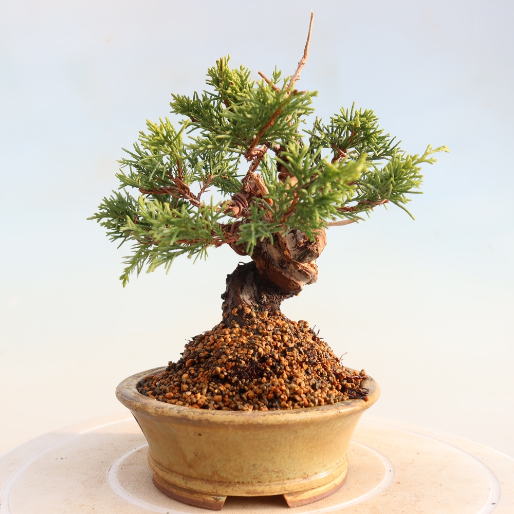 Outdoor bonsai - Juniperus chinensis Itoigawa - Jałowiec chiński