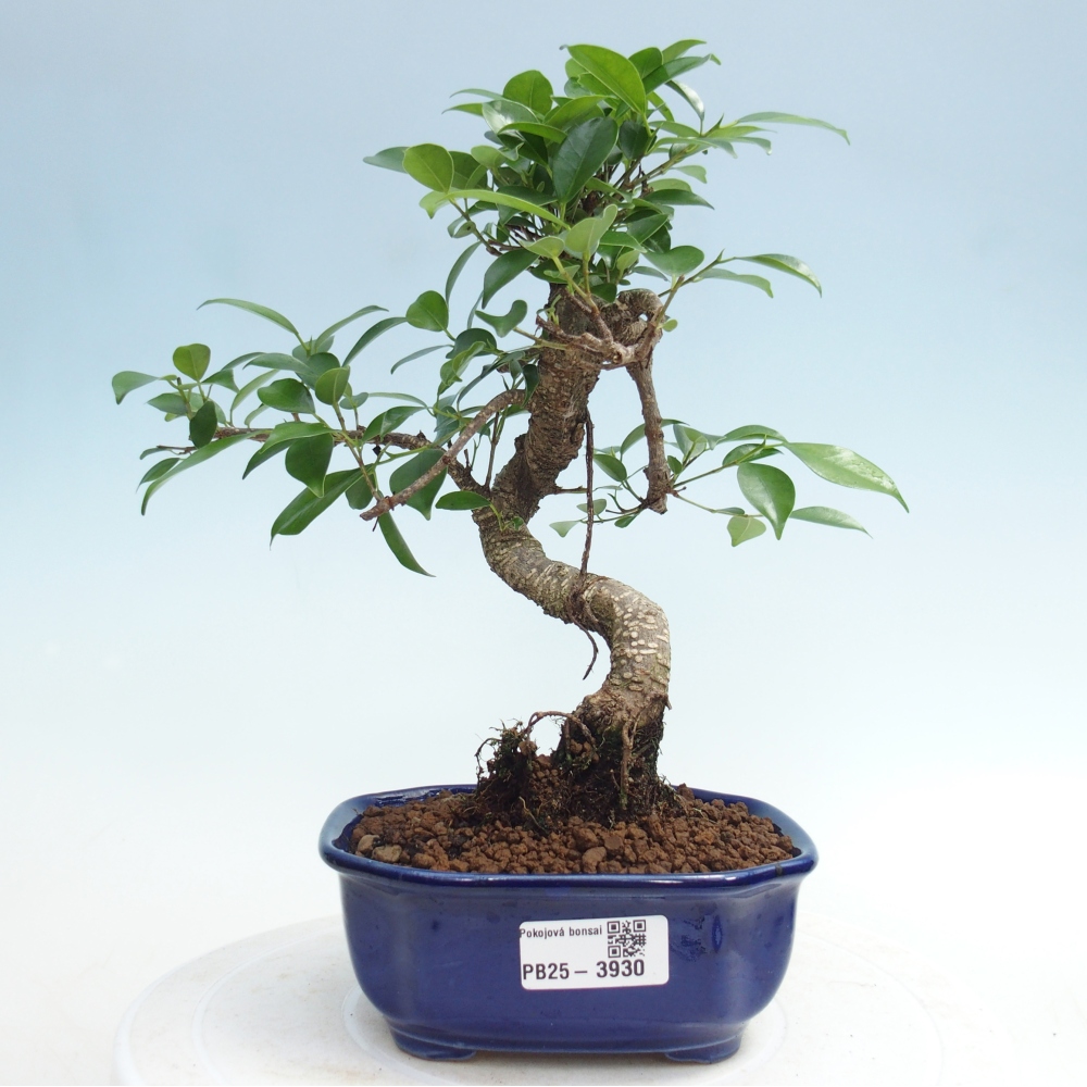 Pokój bonsai - Ficus retusa - figowiec drobnolistny