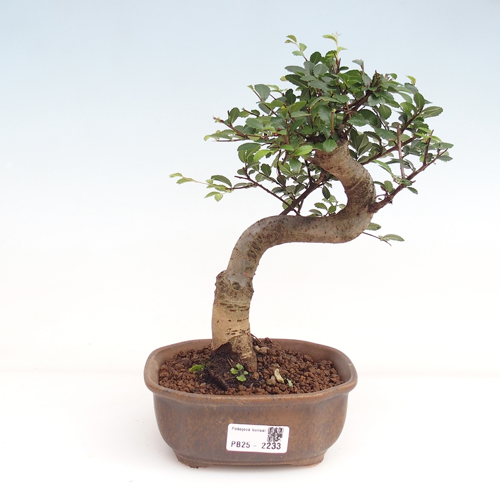 Bonsai wewnętrzne - Ulmus parvifolia - Wiąz drobnolistny