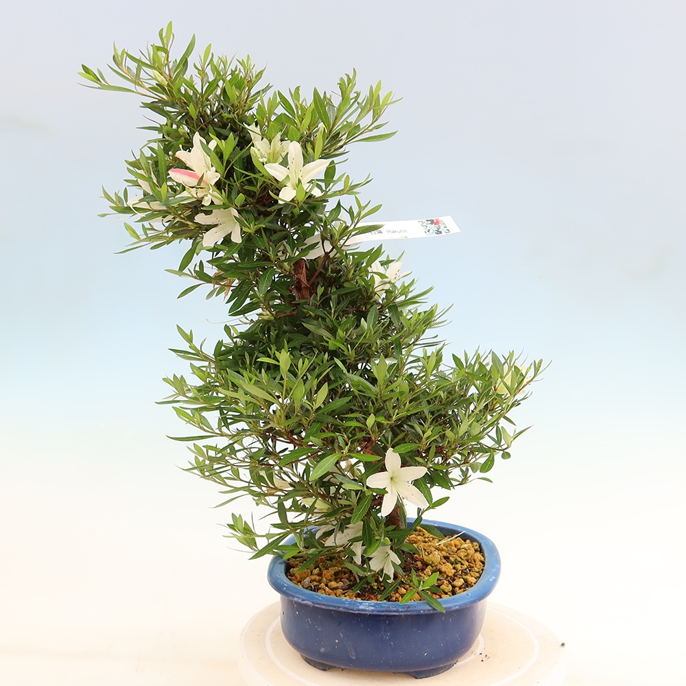 Bonsai zewnętrzne - Azalia japońska - Azalia Hakurin