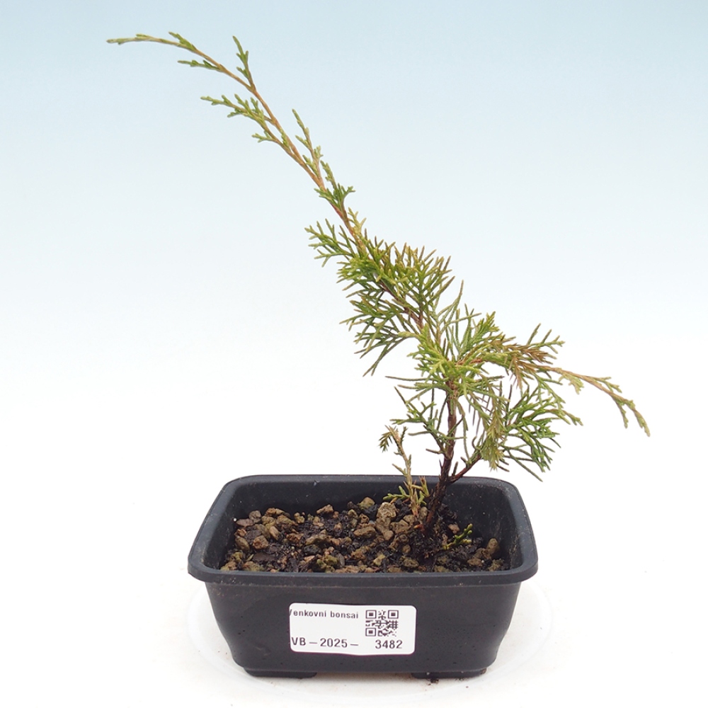 Outdoor bonsai - Juniperus chinensis Itoigawa