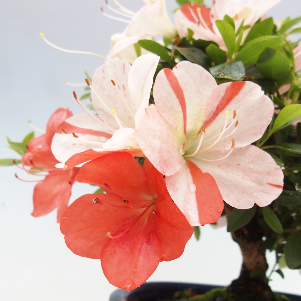 Bonsai ogrodowe - azalia japońska - Azalea Asazakura