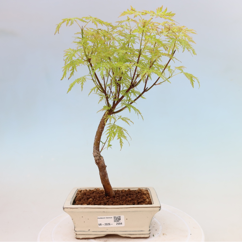 Bonsai ogrodowe – Acer palmatum Dissectum – klon palmowy 