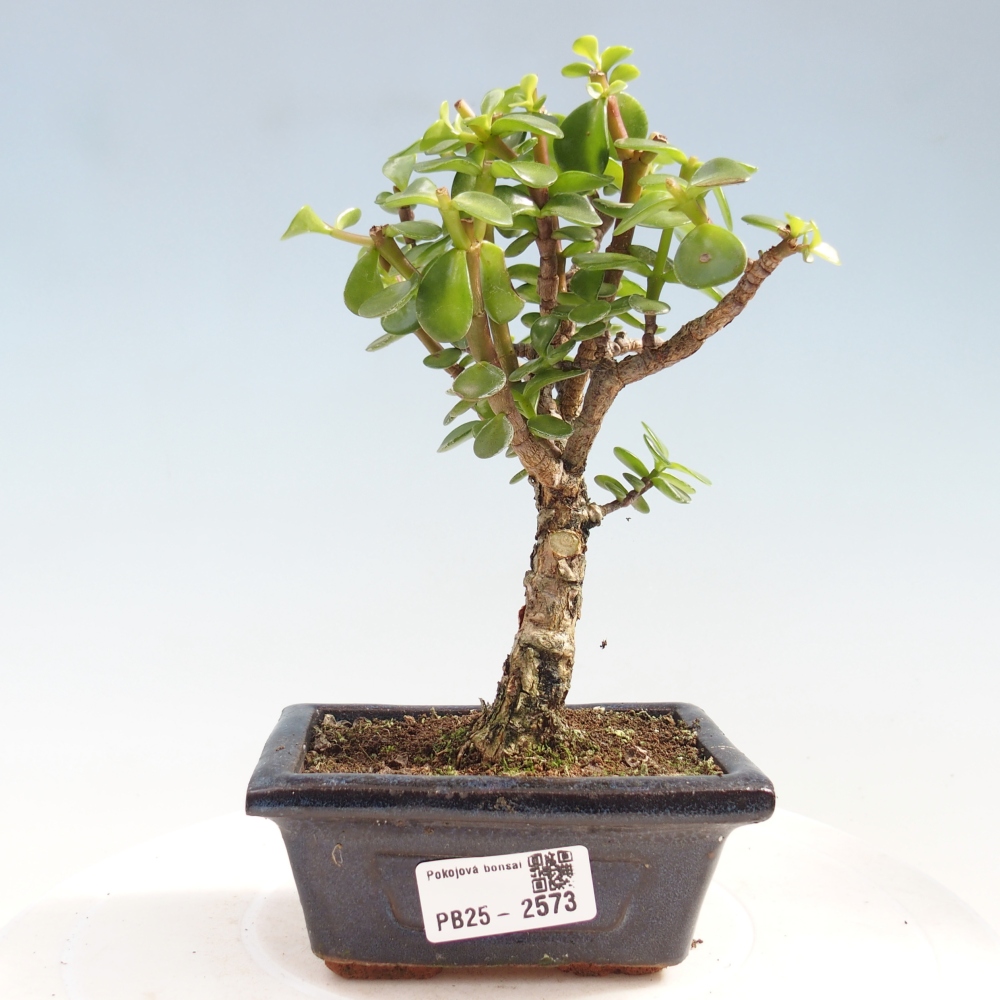 Kryty bonsai - Portulakaria Afra - Tlustice