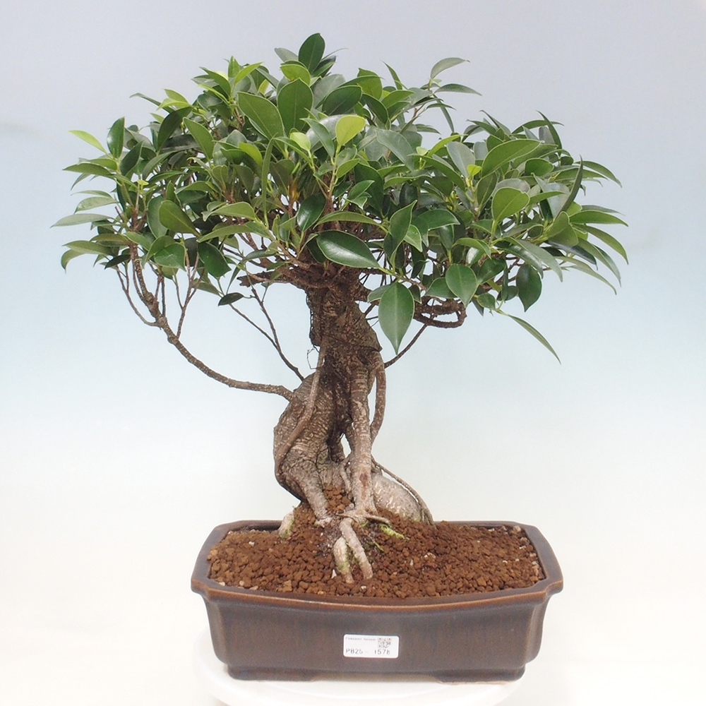 Kryty bonsai - Ficus kimmen - figowiec drobnolistny