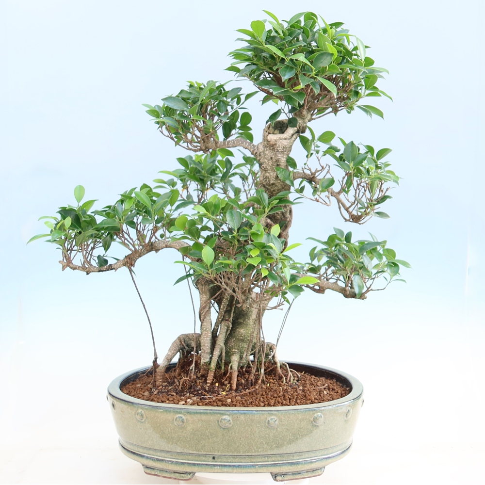 Pokój bonsai - Ficus kimmen - figowiec drobnolistny