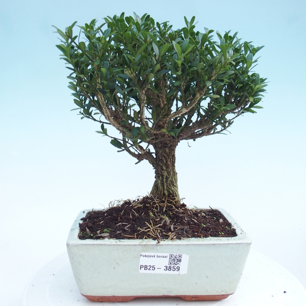 Pokój bonsai - Buxus harlandii - buxus korkowy