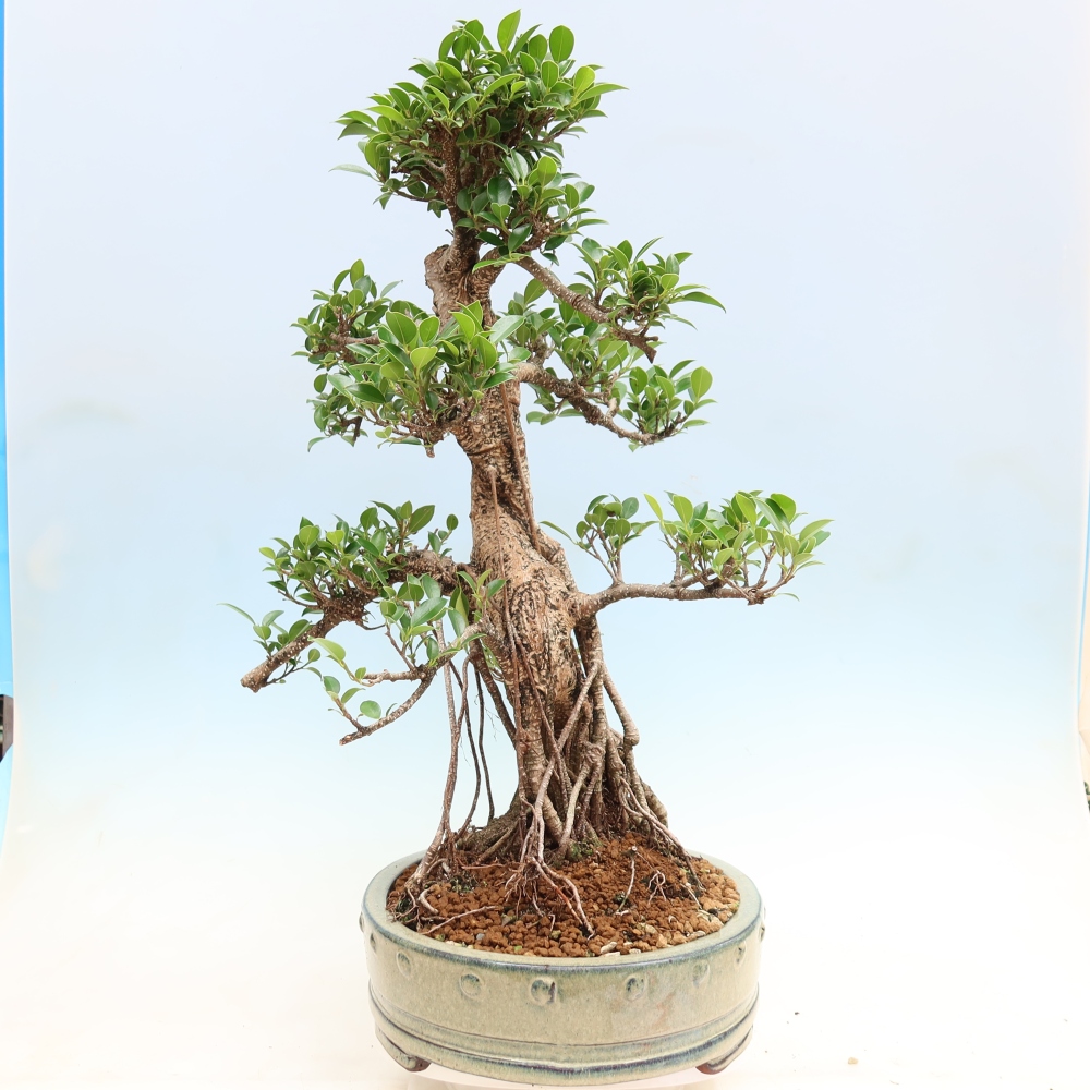 Pokój bonsai - Ficus kimmen - figowiec drobnolistny