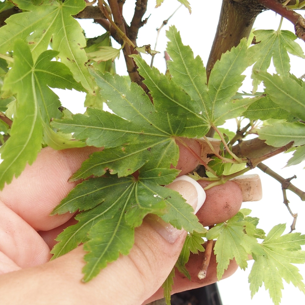 Bonsai zewnętrzne - Acer palmatum Dr Tilt w pojemniku