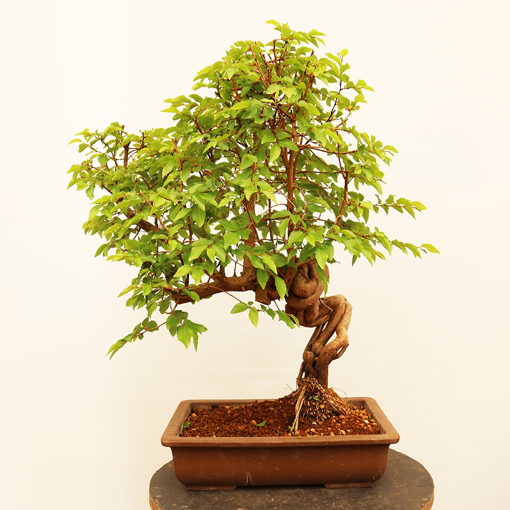 Bonsai plenerowe - Carpinus Coreana - grab koreański