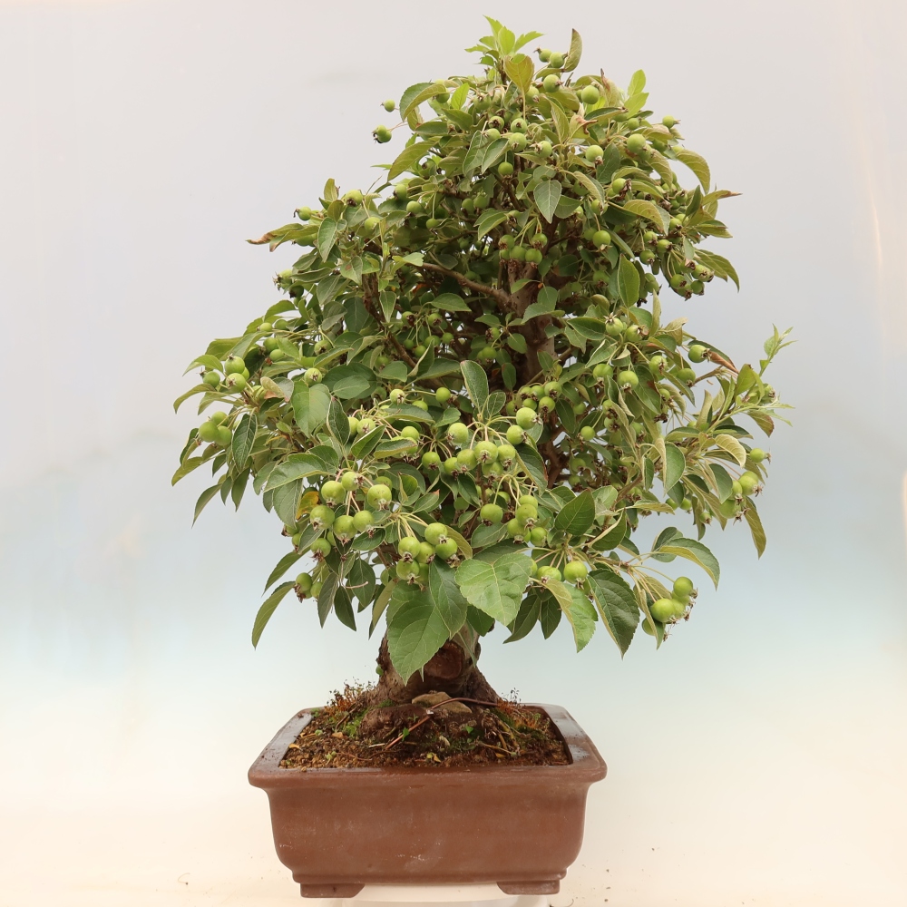 Bonsai plenerowe - Malus Halliana - Jabłoń drobnoowocowa