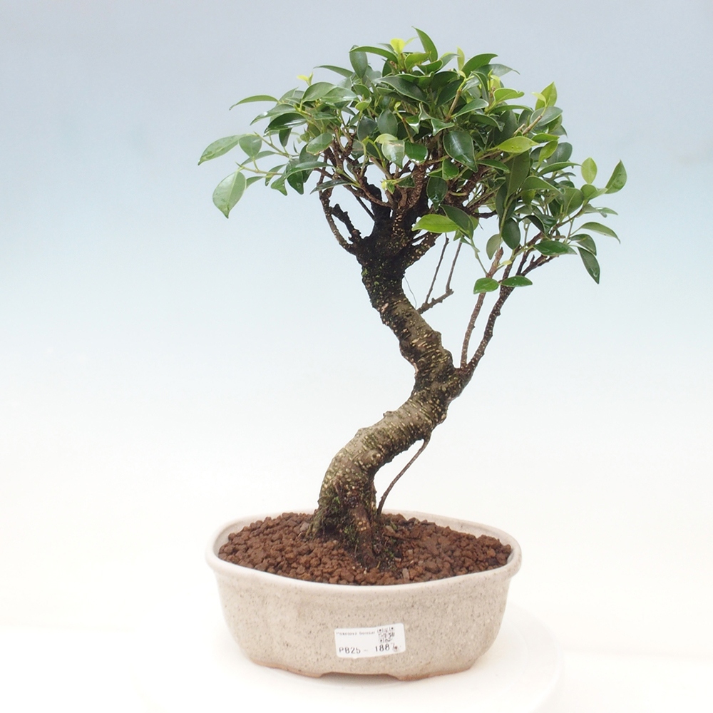 Kryty bonsai - Ficus retusa - figowiec drobnolistny