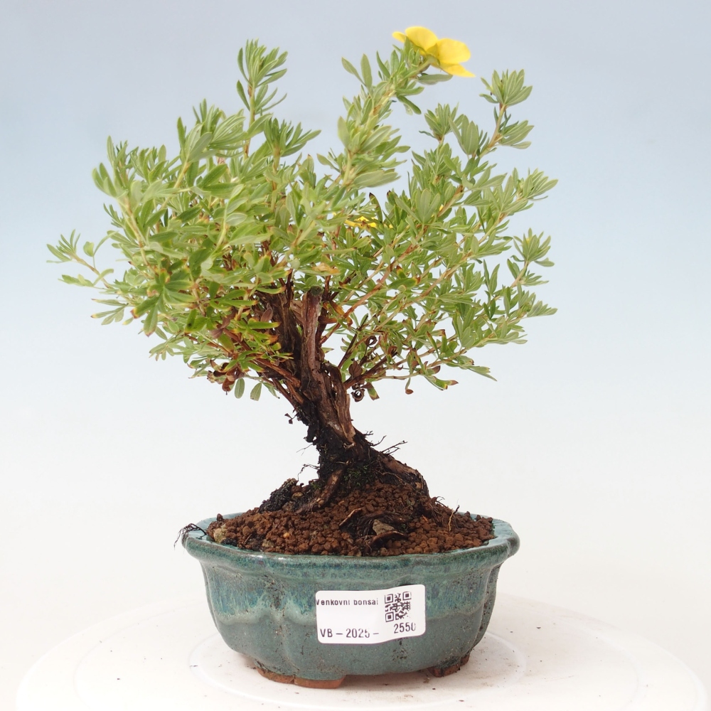 Outdoor bonsai-Pięciolistnik - Potentila fruticosa żółty Ptak