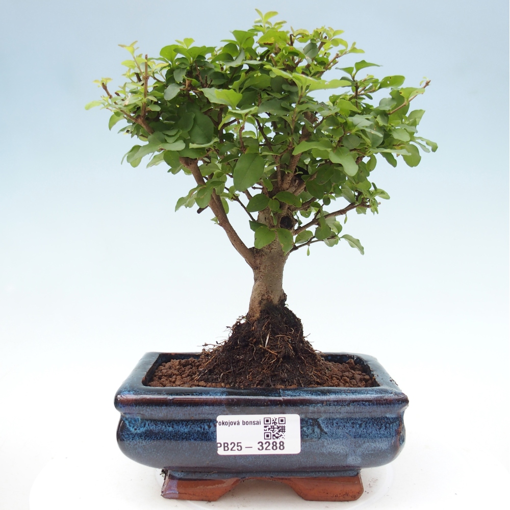 Pokój bonsai - Ligustrum chinensis - Dziób ptaka