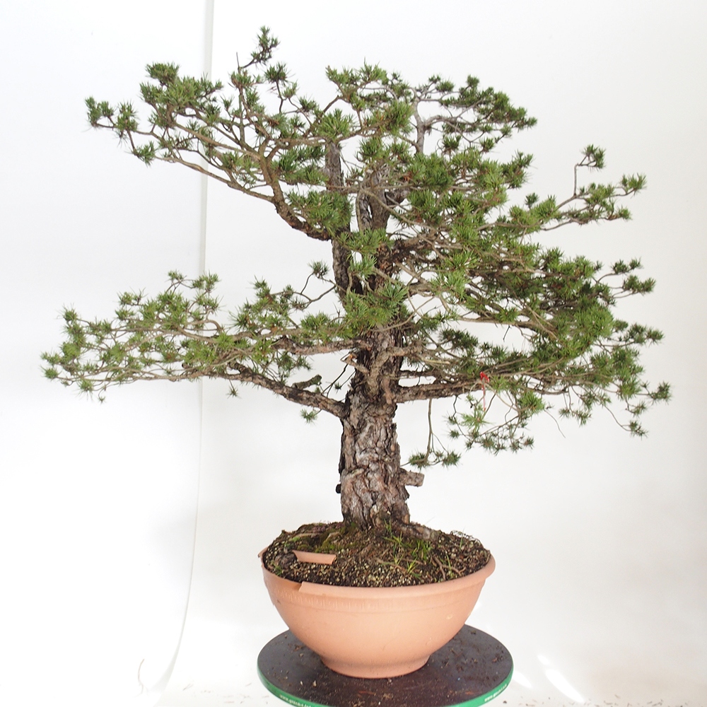 Yamadori - Pinus sylvestris Hiszpania