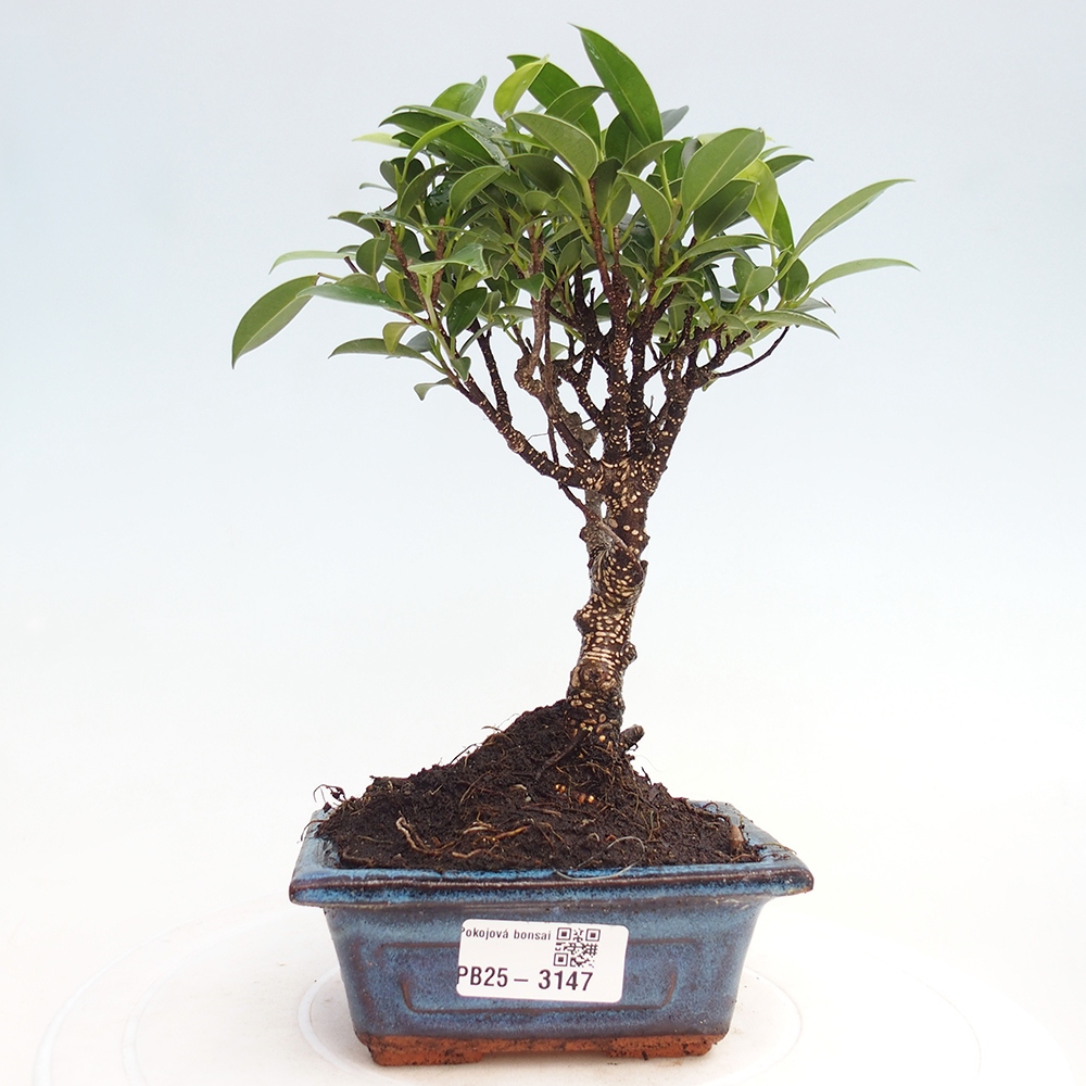 Pokój bonsai Ficus retusa kimmen