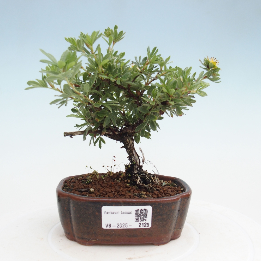Outdoor bonsai-Pięciolistnik - Potentila fruticosa żółty Ptak