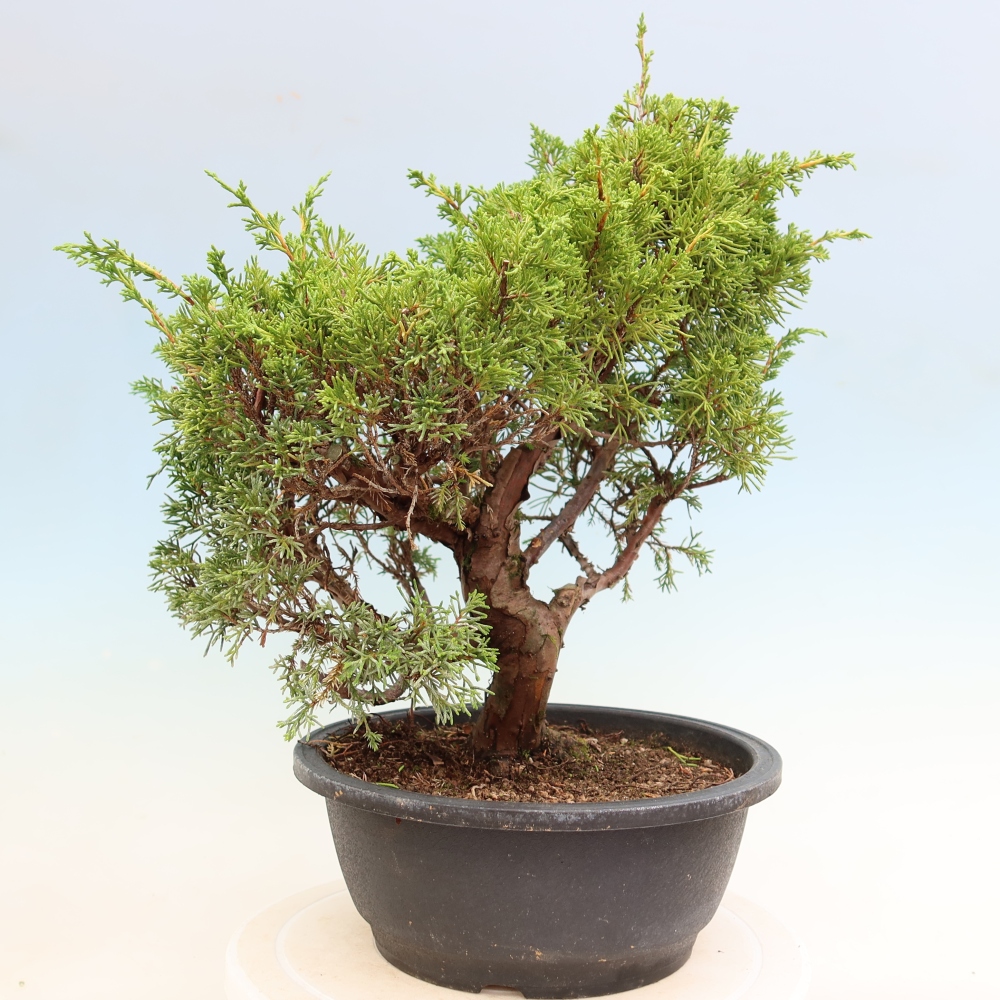 Bonsai ogrodowe – Juniperus chinensis Itoigawa – jałowiec chiński