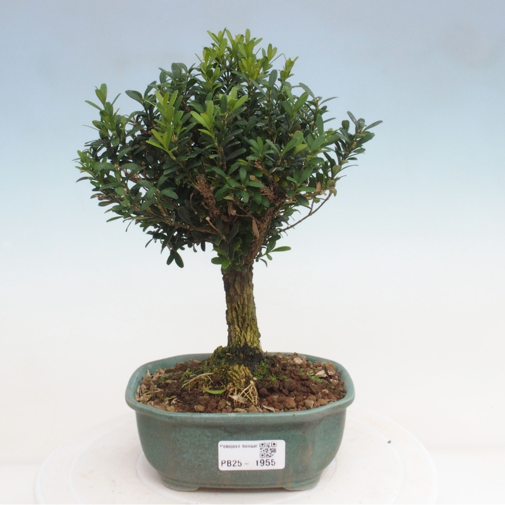 Bonsai pokojowe - Buxus harlandii - buxus korkowy