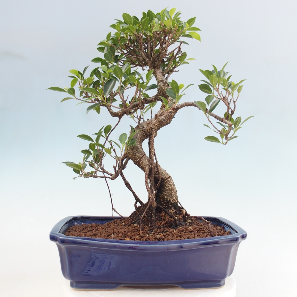 Pokój bonsai - Ficus kimmen - figowiec drobnolistny
