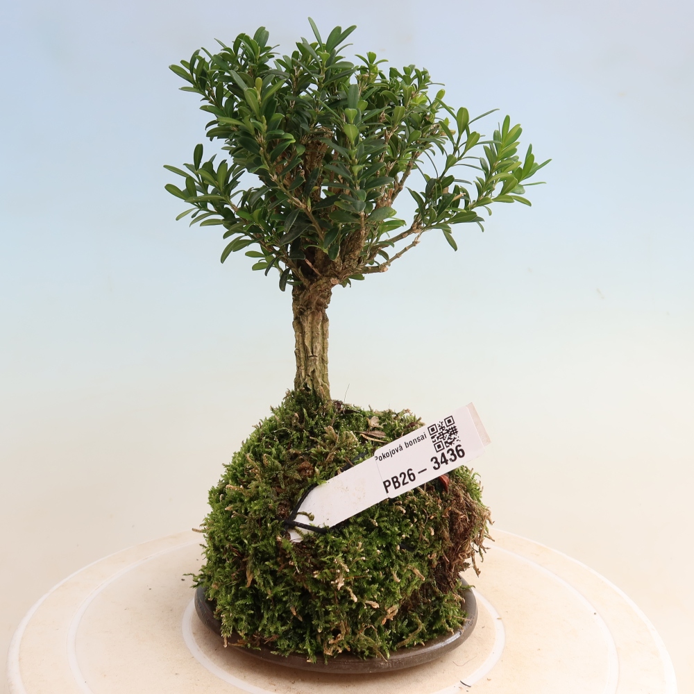 Kokedama z podstawką – Buxus harlandii – buksz korkowy  