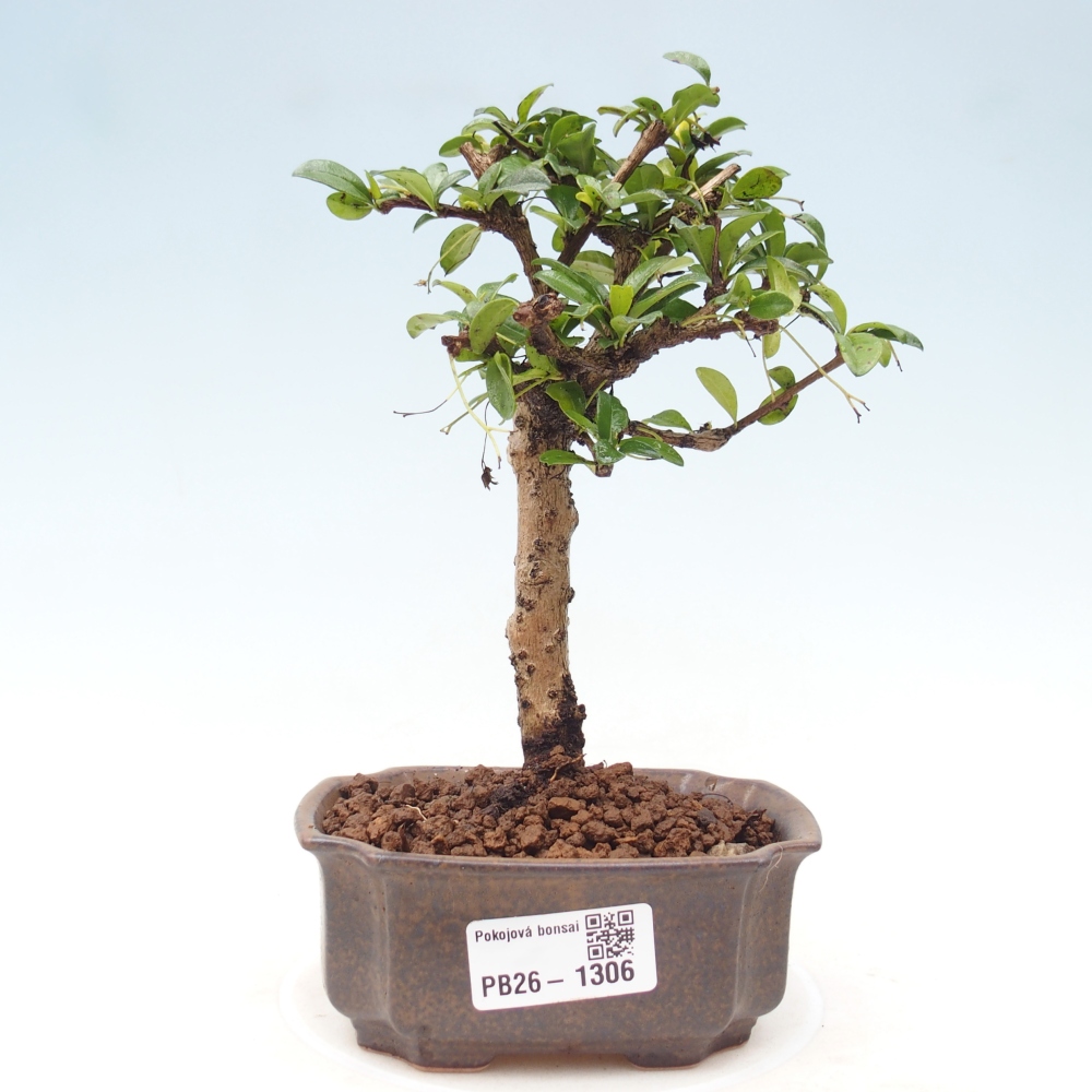 Bonsai pokojowe - Carmona macrophylla - Tea fuki