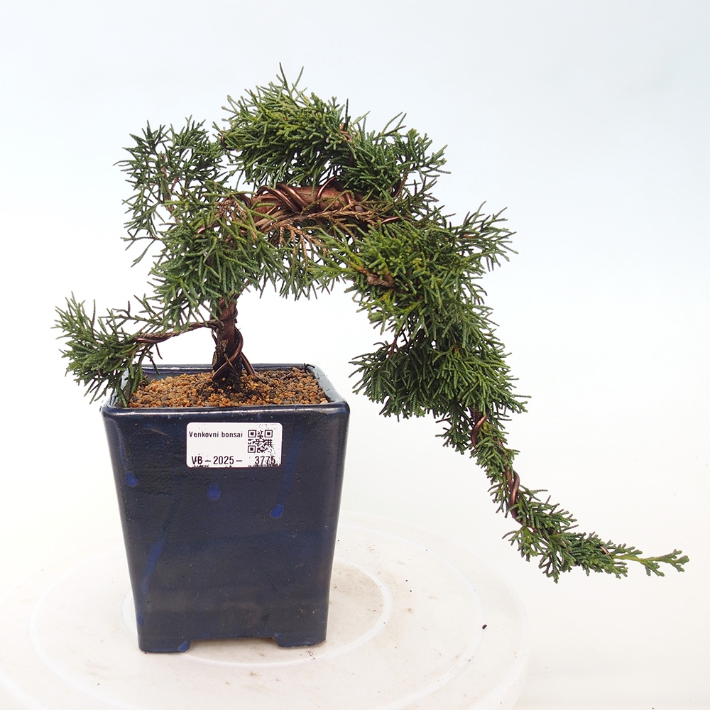 Outdoor bonsai - Juniperus chinensis Kishu