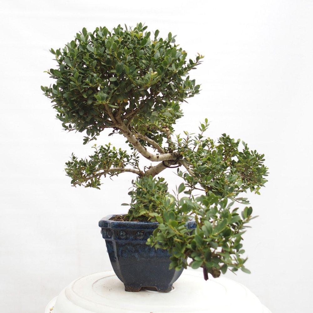 Kryty bonsai - Ilex crenata - Holly