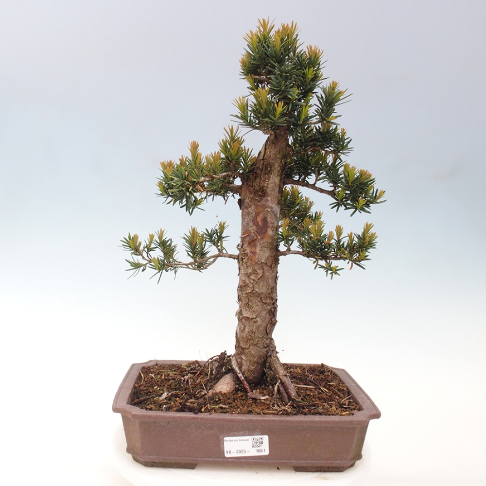 Bonsai na zewnątrz - Taxus cuspidata - cis japoński