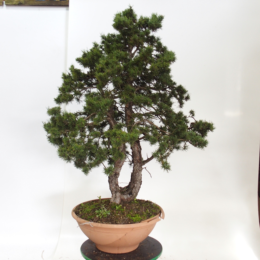Yamadori - Pinus sylvestris Hiszpania