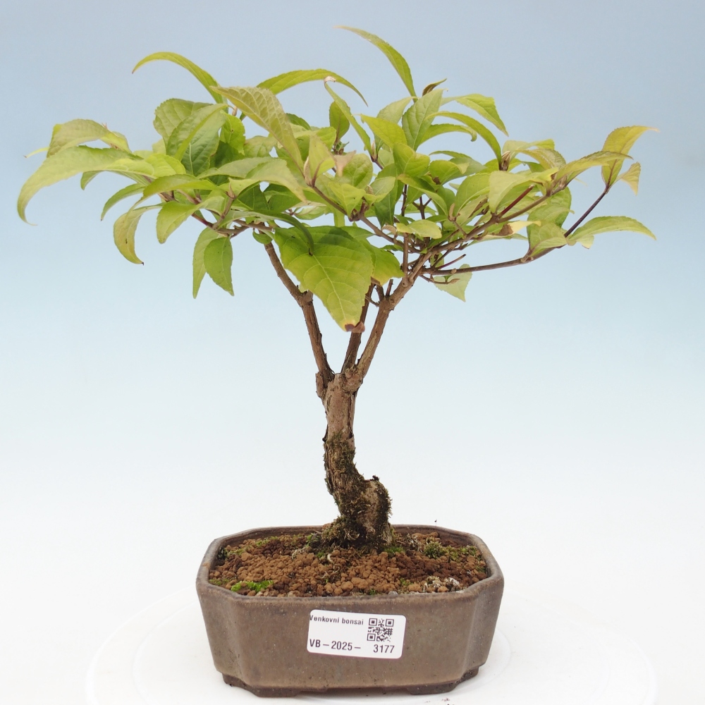 Outdoor bonsai - callicarpa jap Leucocarpa