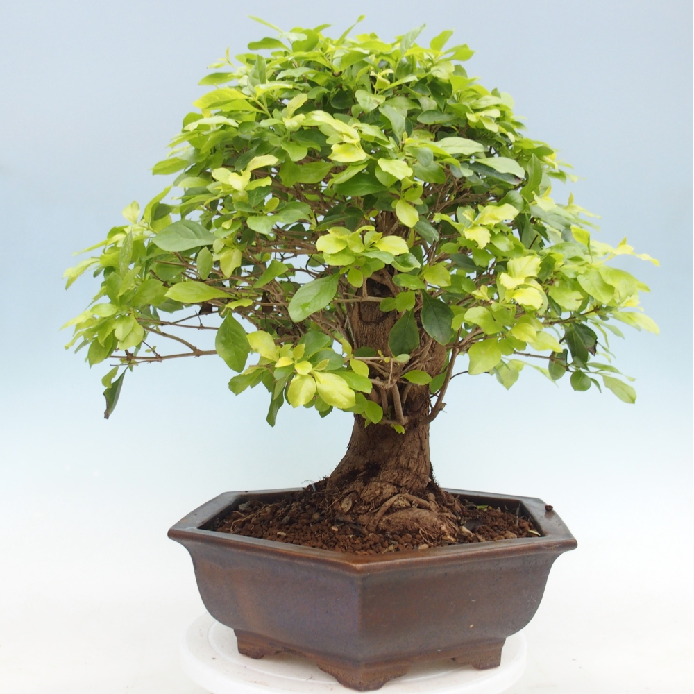 Bonsai pokojowe - Duranta erecta Aurea - WYŁĄCZNIE ODBIÓR OSOBISTY lub transport paletowy