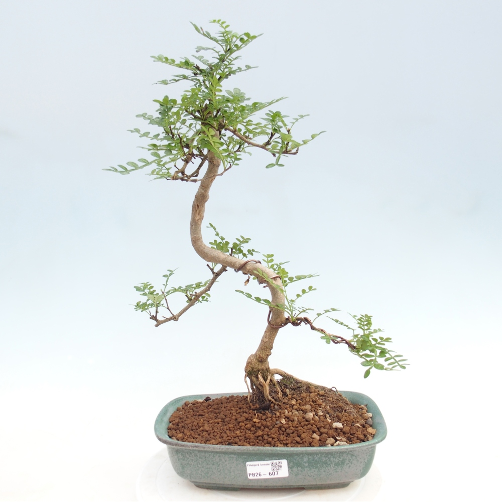 Pokój bonsai - Zantoxylum piperitum - drzewo pieprzowe