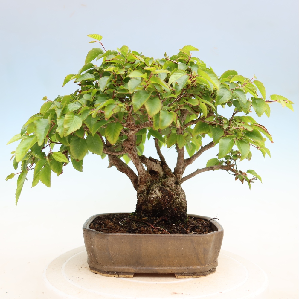 Outdoor bonsai - Carpinus coreana - grab koreański